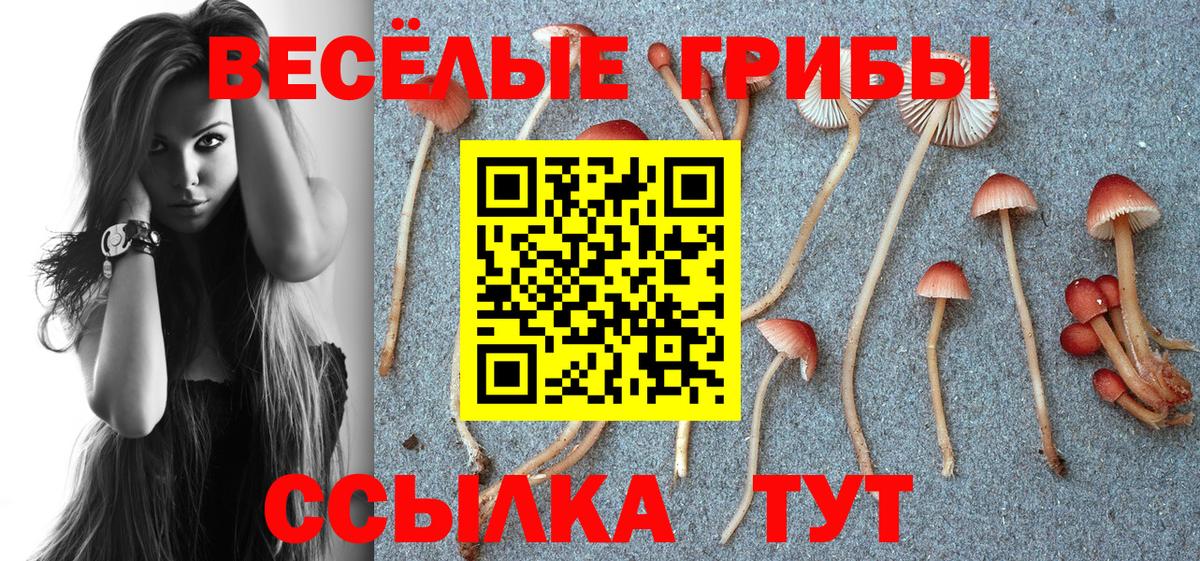 Псилоцибиновые грибы Cubensis Сургут
